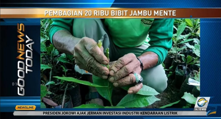 20 Ribu Bibit Jambu Mete Dibagikan ke Petani Bulukumba