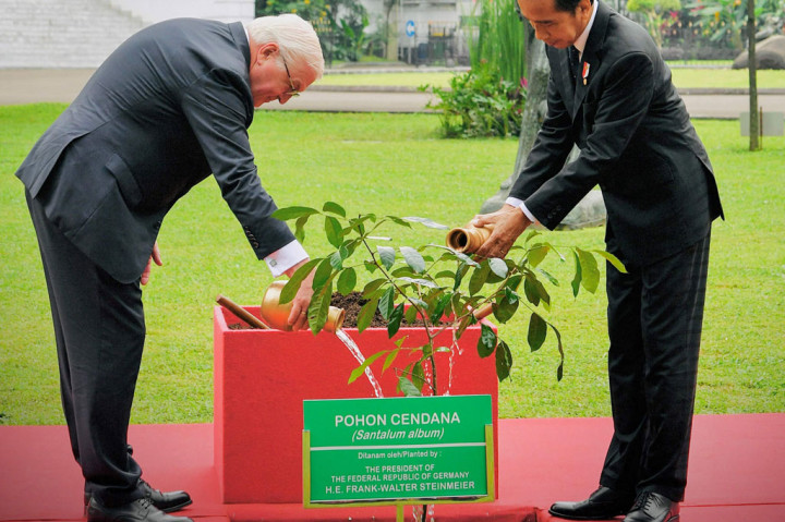 Momen Jokowi dan Presiden Jerman Tanam Pohon Cendana