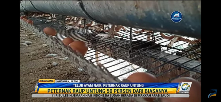 Peternak Raup Untung Akibat Harga Telur Ayam Naik