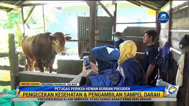 Sapi Kurban Jokowi Dipastikan Bebas PMK dan Layak