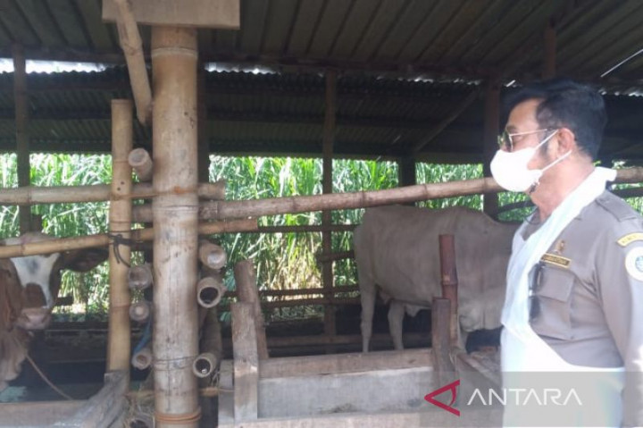 Kasus PMK Tembus 21 Ribu, Jateng Kebut Vaksinasi Pada Ternak