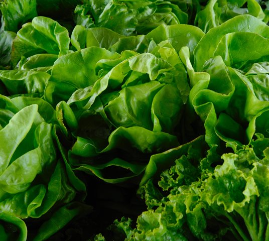 4 Jenis Sayuran Paling Mudah Ditanam di Rumah