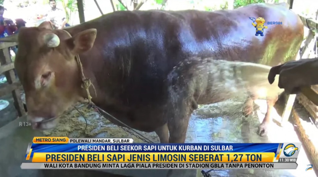 Sapi berusia 3 tahun 7 bulan tersebut kini bernama Vino. Metro TV