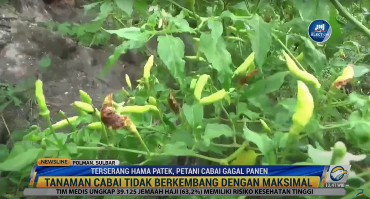 Petani Cabai Polewali Mandar Panen Lebih Awal Demi Tak Rugi Besar