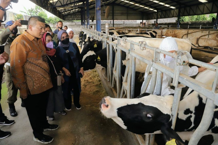 300 Dosis Vaksin PMK Disalurkan untuk Peternak di Malang