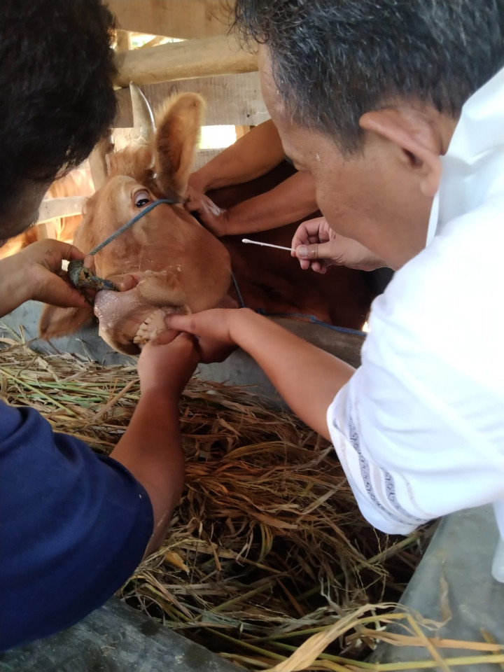 63 Sapi di Kota Cirebon Suspek PMK