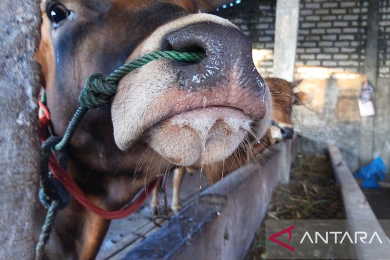Salah satu sakit bergejalan seperti penyakit mulut dan kuku (PMK) di Desa Gagah, Kecamatan Kadur, Pamekasan, Jawa Timur. (Abd Aziz)