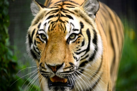 Harimau Sumatra Teror Warga Solok, Warga Diimbau Tak Keluar Malam