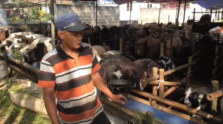 Dampak Wabah PMK, Penjualan Hewan Kurban Masih Sepi