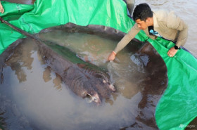 Nelayan Kamboja Tangkap Ikan Air Tawar Terbesar di Dunia