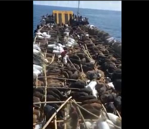 Kelaparan di Atas Kapal, 471 Sapi Diturunkan di Pelabuhan Situbondo