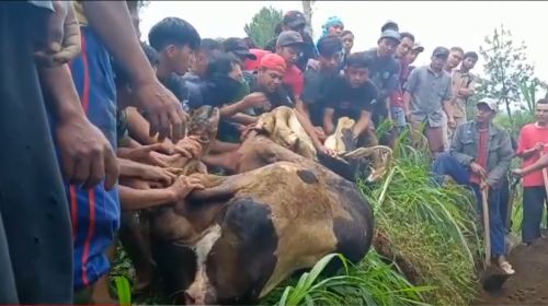 Wabah PMK, Setiap Hari Warga Ponorogo Kubur Sapi Mati