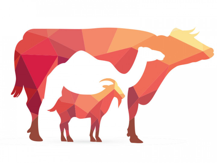 Stok Vaksin Hanya 1.500 Dosis, Peternak di Jateng Resah