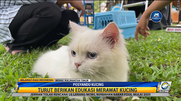 Layanan Posyandu Kucing Gratis di Berau