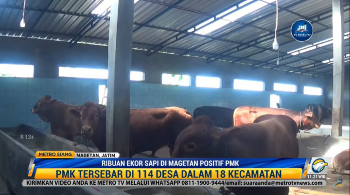 PMK Menyebar di 114 Desa di Kabupaten Magetan