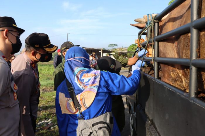 Sukabumi Lakukan Pengawasan Skala Besar Hewan Ternak Antisipasi PMK