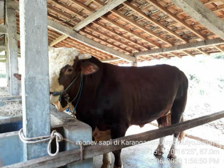 Presiden Beli Sapi Kurban Seberat 850 Kg dari Pelajar SMP Asal Sleman