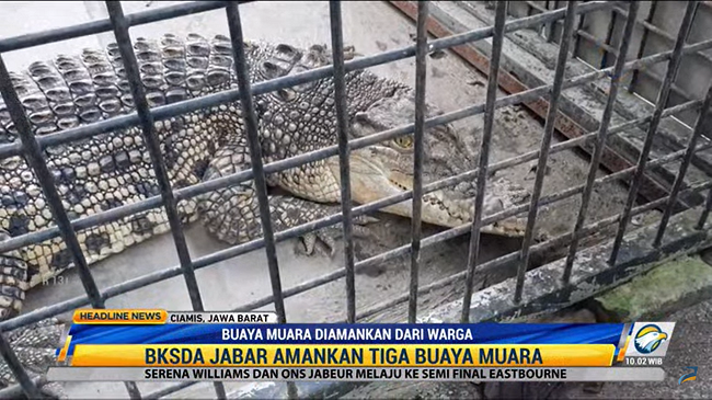 Kesulitan Pangan, Buaya Muara Diserahkan ke BKSDA Jabar
