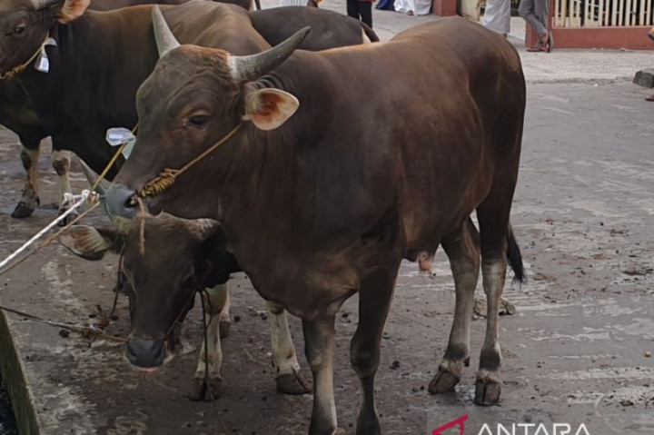 Atasi PMK, Sumsel Minta 500 Ribu Dosis Vaksin Ternak