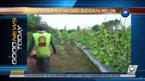 Raup pundi rupiah dari budidaya melon. Foto: Dok/Metro TV