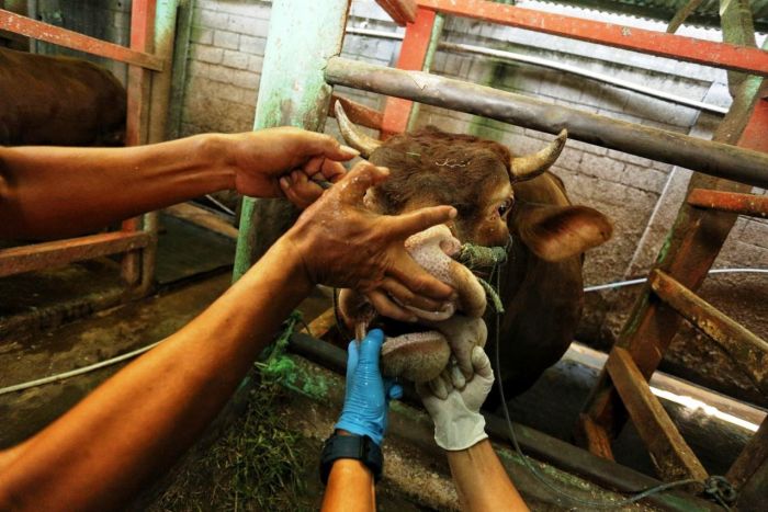 Jateng Terima 75.500 Dosis Vaksin PMK