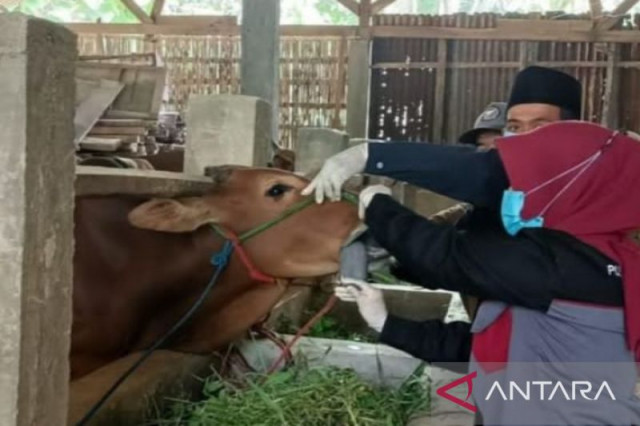 Pemeriksaan kesehatan hewan oleh dokter hewan di Pamekasan, Madura, Jawa Timur. (ANTARA/Abd Aziz)