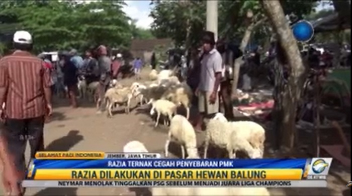 Razia Ternak Cegah Penyebaran PMK