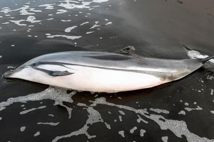 Puluhan Penyu, Lumba-lumba Ditemukan Mati di Guatemala