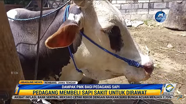 Pedagang Sapi di Rembang Beli Sapi di Bawah Harga Pasar