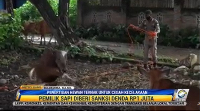 Penertiban Hewan Ternak Untuk Cegah Kecelakaan