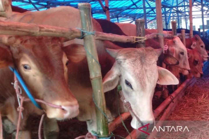 Jepara Terima 3.000 Dosis Vaksin Hewan Ternak