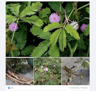 [Cek Fakta] Benarkah Mengonsumsi Air Rebusan Daun Putri Malu Bisa Sembuhkan Vertigo hingga Stroke? Cek Faktanya