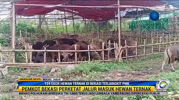 Bekasi Tambah 124 Ternak yang Positif PMK