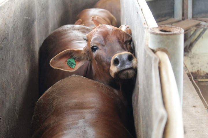 Lampung Terima Alokasi 37 Ribu Dosis Vaksin PMK