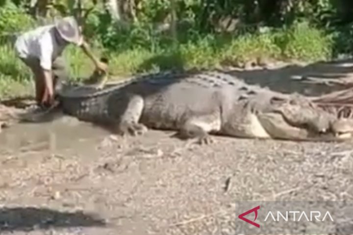 Warga Buton Tangkap Buaya dengan Berat 1 Ton