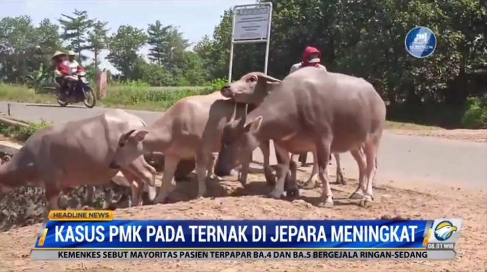 Berdasarkan data per 25 Juni 2022, total kasus PMK di Jepara mencapai 1.071 kasus. Metro TV