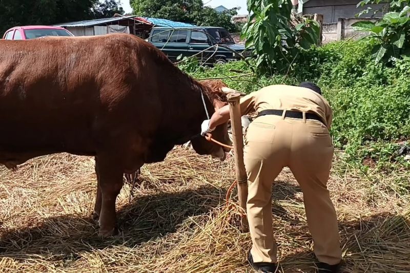 Petugas Satpel KPKP Kecamatan Pasar Rebo memeriksa sapi di salah satu tempat penjualan hewan kurban kawasan Jakarta Timur. Branda Antara