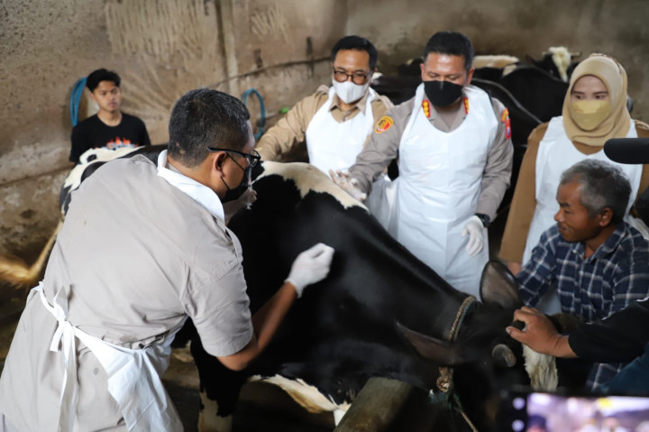 307 Hewan Ternak Terpapar PMK, Kota Malang Mulai Vaksinasi