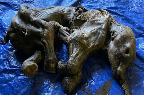 Bayi Mamut Beku Berusia 30.000 Tahun Ditemukan di Kanada