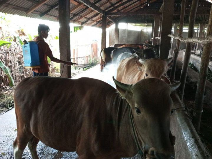 Sumsel Terima 12.200 Dosis Vaksin PMK