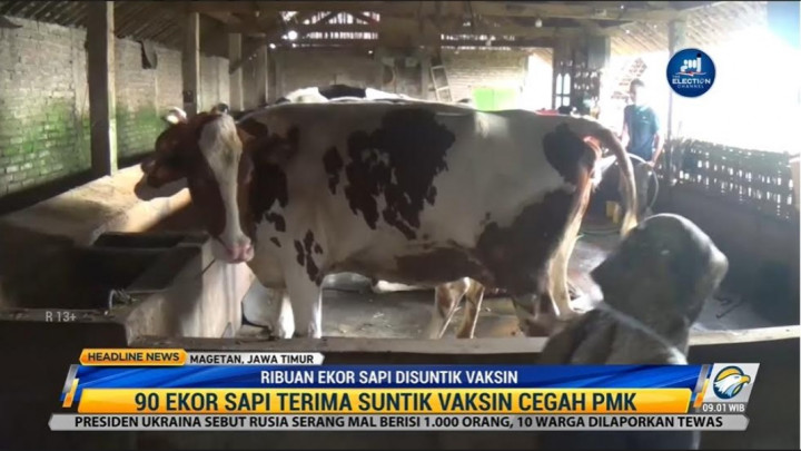 2.500 Dosis Vaksin PMK Tiba, Pemkab Magetan Prioritaskan Vaksinasi Sapi Potong