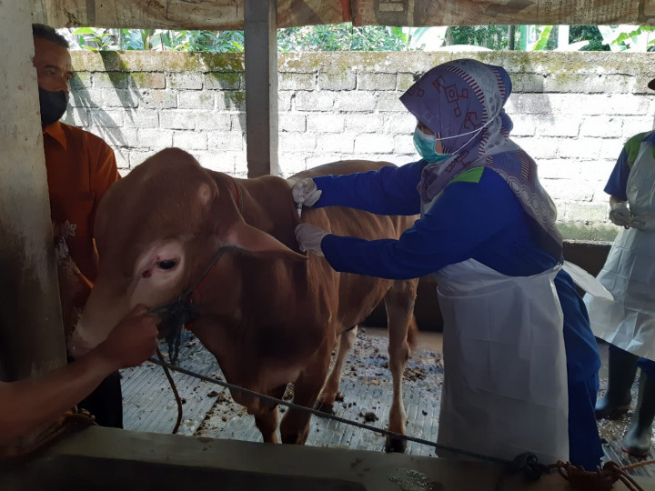 Klaten Terima 2.200 Dosis Vaksin PMK Tahap 1