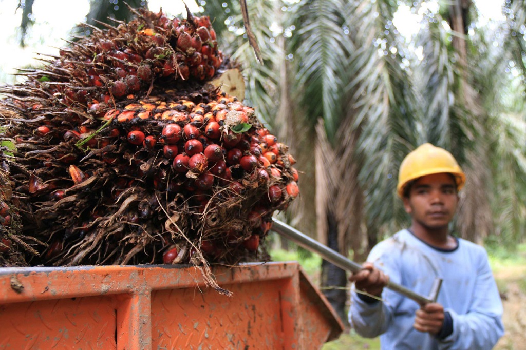 Ilustrasi pekerja di kebun sawit. Foto: dok Ditjenbun Kementan.