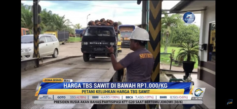 Sawit Melimpah, Harga TBS di Riau Anjlok