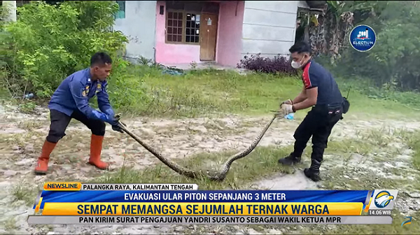 Ular Piton 3 Meter Ditemukan di Perumahan Warga Palangkaraya