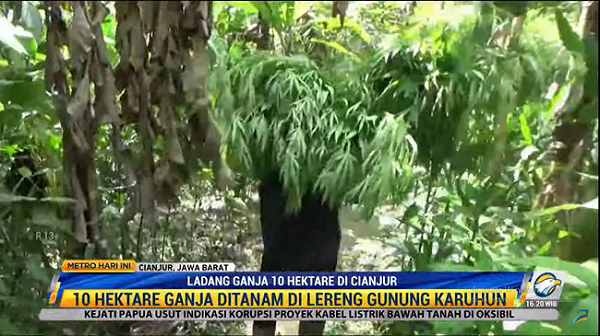 Ladang Ganja Seluas 10 Hektar Ditemukan di Cianjur