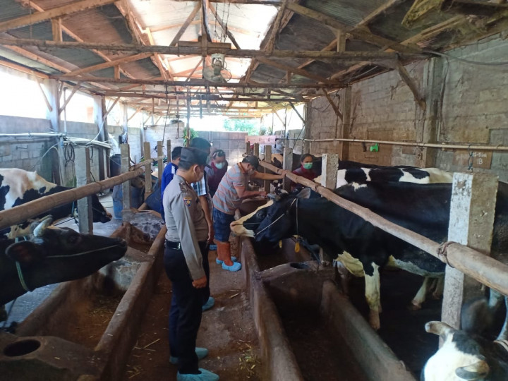 Ternak Sudah Divaksin PMK Dipasangi 'Anting' Biru