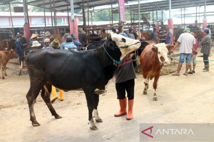 Pembukaan 5 Pasar Hewan di Boyolali Tunggu Evaluasi PMK