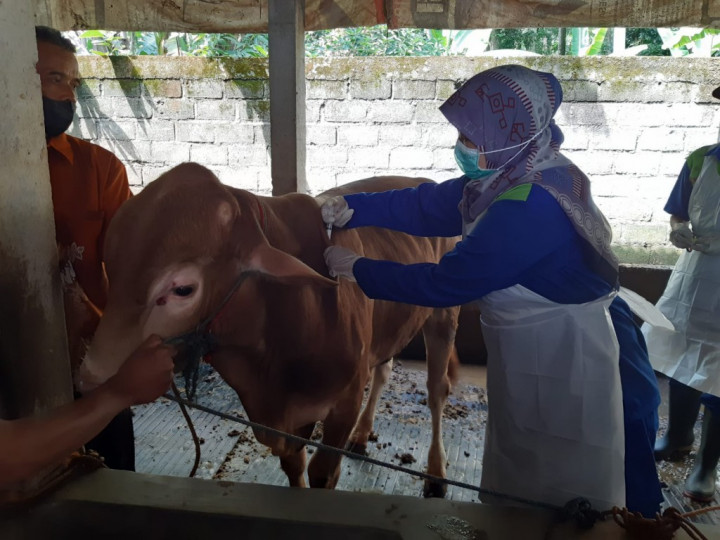 Kendalikan Penyebaran PMK, Pemerintah Kebut Vaksinasi Hewan Ternak