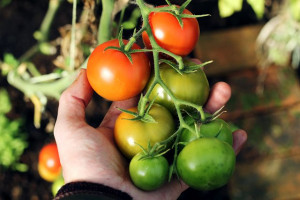 6 Tips Menanam Tomat dalam Pot